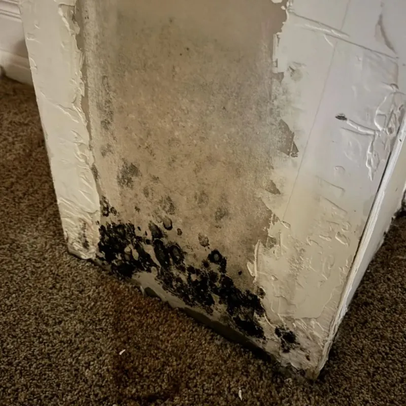 Professional Mold Removal in Carmel, ME